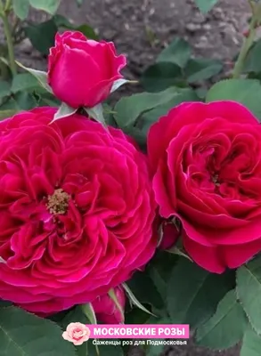 Дарси Бассел роза.Darcey Bussell rose.Английские розы .Описание.Фото.Отзывы.Купить.Питомник