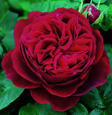 Дарси Бассел роза.Darcey Bussell rose.Английские розы .Описание.Фото.Отзывы.Купить.Питомник