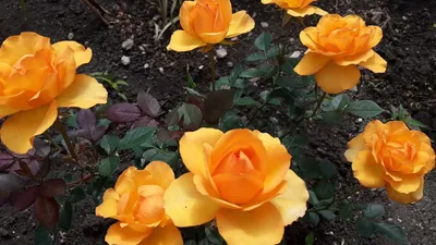 ЧАЙНО-ГИБРИДНАЯ РОЗА ДОЛЬЧЕ ВИТА: купить саженцы чайно-гибридной розы  дольче вита почтой | PLOD.UA