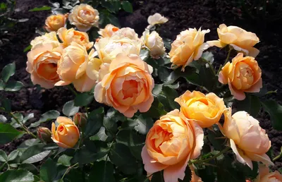 Роза чайно-гибридная Дольче Вита — Рассада цветов и овощей.