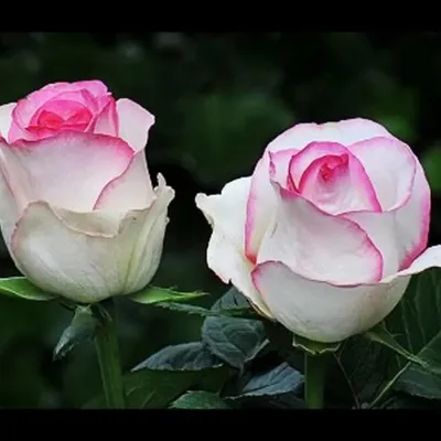 Изысканная француженка роза флорибунда Дольчевита от Дельбар поселилась у  меня в палисаднике. - YouTube