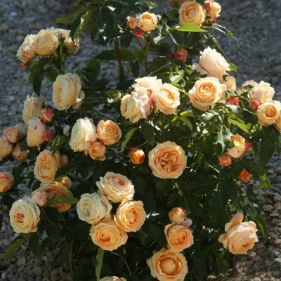 Роза чайно-гибридная Дольче Вита (ID#1036171880), цена: 75 ₴, купить на  Prom.ua
