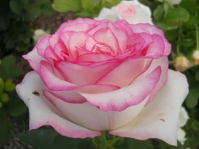 Роза 'Дольче Вита' (чайно-гибридная) (белая с розовым) купить по цене  800,00 руб. руб. в Москве в садовом центре Южный