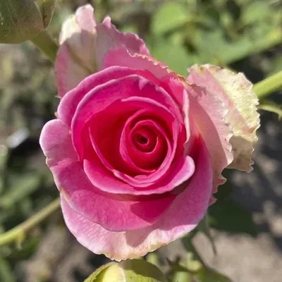 Роза «Дольче Вита 1»