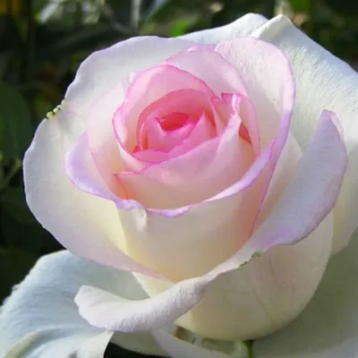 Саженцы Чайно гибридной розы Сорта Дольче Вита (Dolce Vita) - Розы Почтой 23