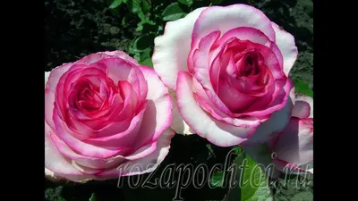 Роза чайно-гибридная Дольче Вита (Dolce Vita) купить саженцы почтой из  питомника «АГРОФОНД»