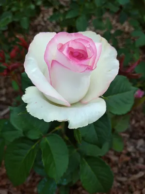 Роза «Дольче Вита 1»