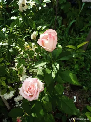 Купить Розы Саженец чайно-гибридной розы Дольче вита по цене 190 ₽ руб. в  Новосибирске на официальном сайте питомника Matilda Flowers