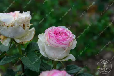 Роза чайно-гибридная Дольче Вита/ Dolce Vita (Lex Voom) - «Нежная красотка  розария.» | отзывы
