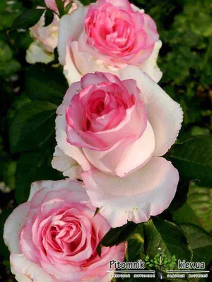 Роза Дольче Вита | саженцы белой розы с розовыми караями