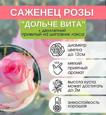 Помощь садовнику » Как посадить и ухаживать за розами Дольче Вита