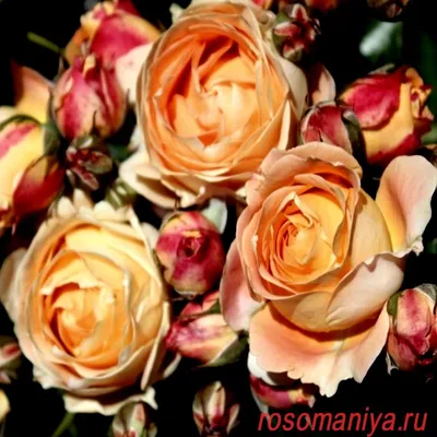 Dolce Vita rose | Orange Floribunda | Style Roses