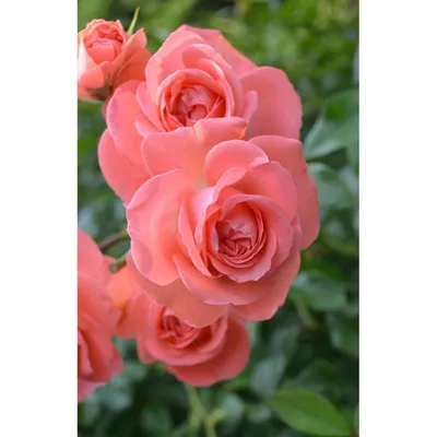 Чайно-гибридная роза Дольче Витa. Dolce Vita rose для оптовых и розничных  продаж. | PLANTE.md
