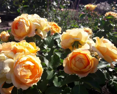 Букет 9 кустовых роз «Дольче вита» купить в Краснодаре с доставкой