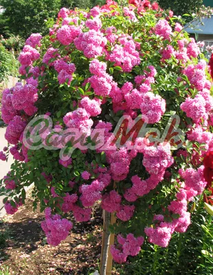 Rosa 'Dorothy Perkins'- buy roses online from RV Roger Ltd