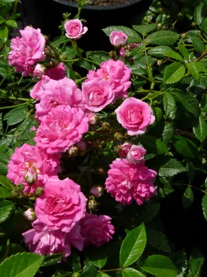 Роза плетистая на штамбе Дороти Перкинс - купить по низкой цене с доставкой