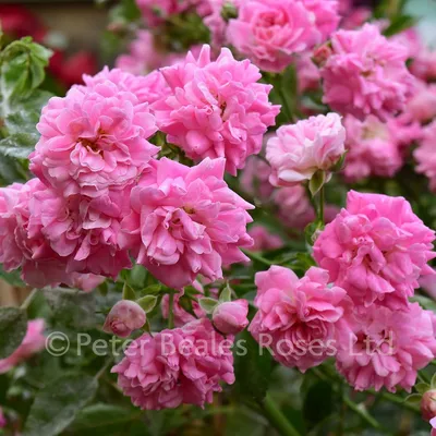 Dorothy Perkins (Rambling Rose) | Peter Beales Roses - the World Leaders in  Shrub, Climbing, Rambling and Standard Classic Roses