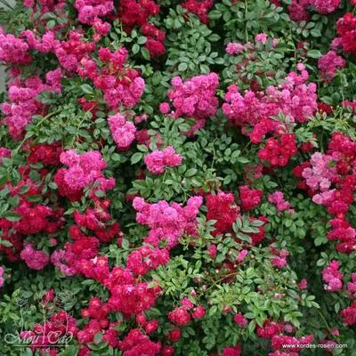 Rambler Rose (rosa Dorothy Perkins') Flowers Photograph by Brian  Gadsby/science Photo Library - Fine Art America