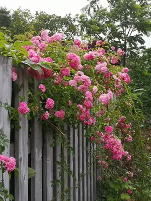 Dorothy Perkins rose | Garden, Plants, Flowers