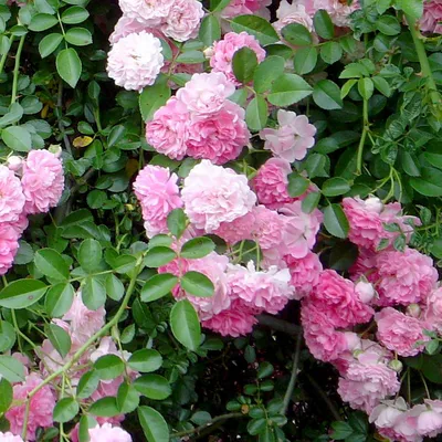 Роза плетистая Дороти Перкинс — Рассада цветов и овощей.
