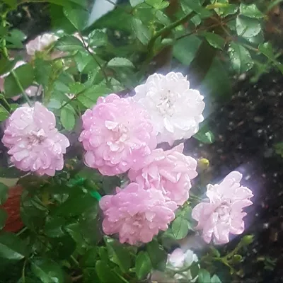 Todd Boland on X: \"One of the most prolific rambling roses...Dorothy Perkins  #gardening #gardeningtips #nlgardening #ramblingrose  https://t.co/FAEilAlEtn\" / X