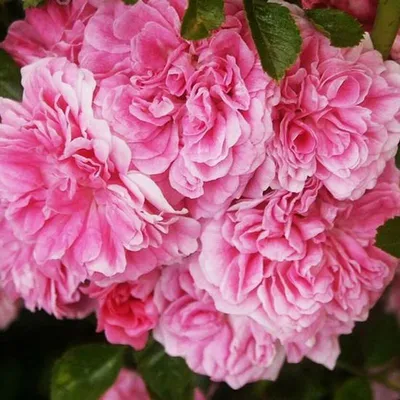 Rosa 'Dorothy Perkins'. Rose 'Dorothy Perkins'. Rambler Rose in an english  garden Stock Photo - Alamy
