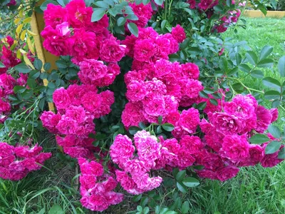 Photo of the entire plant of Rambling Rose (Rosa 'White Dorothy Perkins')  posted by robertduval14 - Garden.org