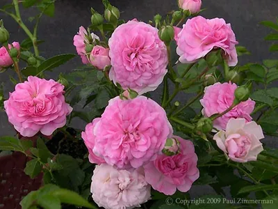 Rosa 'Dorothy Perkins', Rose 'Dorothy Perkins' (Rambler) in GardenTags  plant encyclopedia