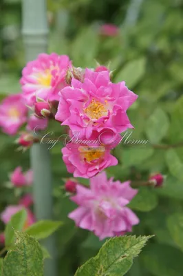 Плетистая роза Дороти Перкинс: несколько советов | Советы садоводам и  огородникам