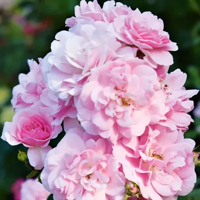 Роза Dorothy Perkins (Дороти Перкинс) – купить саженцы роз в питомнике в  Москве
