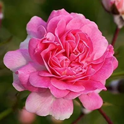 Выращиваем розу Дороти Перкинс в своем саду: секреты посадки и бережного  ухода - Посадика