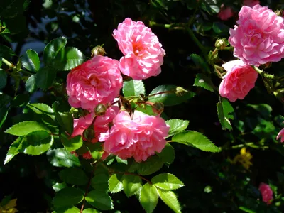 Роза Дороти Перкинс (Dorothy Perkins) Стебли розы тонкие и длинные (до 4  метров), поэтому ей обязательно требуется надежная опора; Цветы… | Instagram