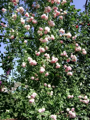 Photo of the entire plant of Rambling Rose (Rosa 'Dorothy Perkins') posted  by Sharon - Garden.org
