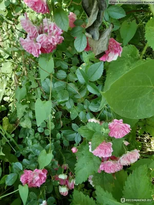 Dorothy Perkins climbing rose | Climbing roses, Patio plants, Amazing  flowers