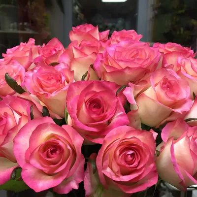 Купить Букет из 51 розы Джамиля (двухцветная) 70 см за 4 350 руб.