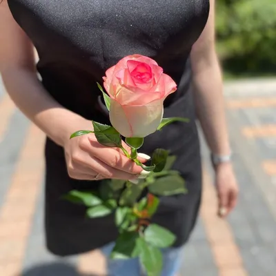 Купить Роза бело-розовая (сорт Джамиля) в Усть-Лабинске, Усть-Лабинском  районе и Краснодарском крае по цене всего 130 руб