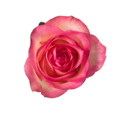 Роза Джамиля (Jumilia) 101 шт. Букет роз Джамиля 50 см. (Эквадор)