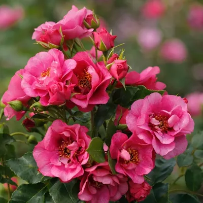 Купить 45 двухцветных роз Джамилия в коробке - Доставка по городу Днепр |  Royal-Flowers