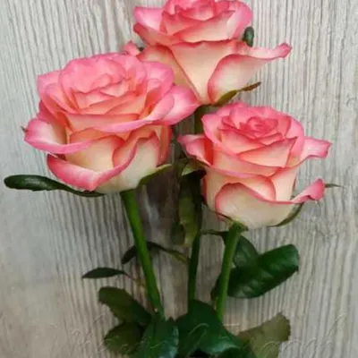 Роза Джамиля 60см, Цветы и подарки в Ереване, купить по цене 1000 AMD,  Цветы поштучно в FlowerShop с доставкой | Flowwow