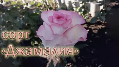 Купить Букет из 11 роз Джамиля (двухцветная) 50 см за 750 руб.