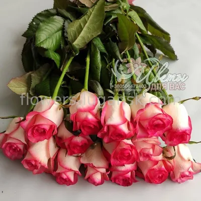 Роза Джамиля, Цветы и подарки в Санкт-Петербурге, купить по цене 300 RUB,  Цветы поштучно в КОФЕЙНЫЙ ЦВЕТОК с доставкой | Flowwow