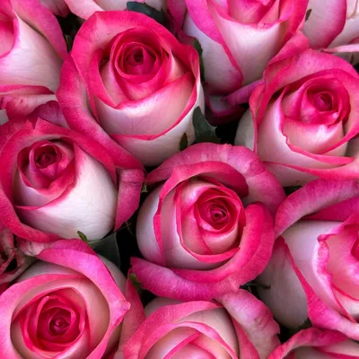 Купить букет из 5 роз Джамиля в Москве с доставкой недорого