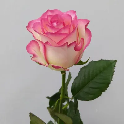 Роза Джамиля 70см, Цветы и подарки в Волгограде, купить по цене 299 RUB,  Цветы поштучно в Flomaster с доставкой | Flowwow