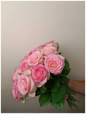 51 роза 🌹 60 см сорта Джамиля😍🤗. . ❗АКЦИИ НА БУКЕТЫ ИЗ РОЗ❗ ⠀ от 25 🌹-  10 % от 35 🌹- 15 % от 51 🌹- 20 % от 101🌹- 25 % ⠀ ☑ Доставка ☑… |  Instagram