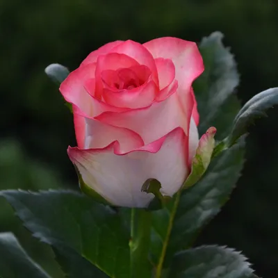 Роза Джумилия - 75.00 грн. Розы, цветы поштучно. Купить, Заказать, Доставка  по Днепру, Украине - Салон цветов «Камелия»