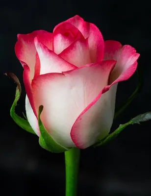 Букет «25 роз Джамиля» - заказать и купить за 4 540 ₽ с доставкой в  Волгограде - партнер «Букет Царице»