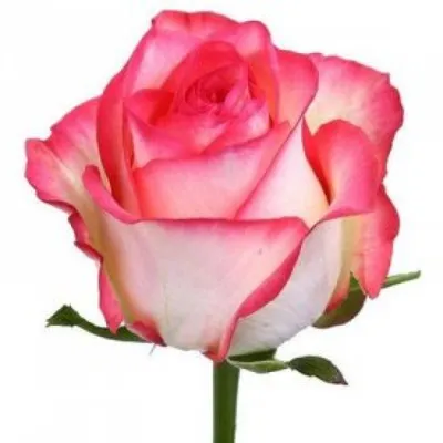 Роза сорта 'джамиля' доставка цветов Харьков заказать цветы купить