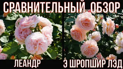 Роза А Shropshire Lad (D. Austin) в моем саду. - YouTube