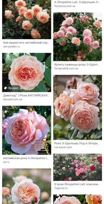 A Shropshire Lad ® | Roses' Name