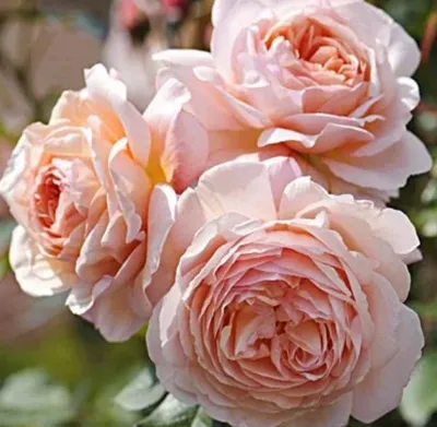 Э Шропшир Лэд(A Shropshire Lad)